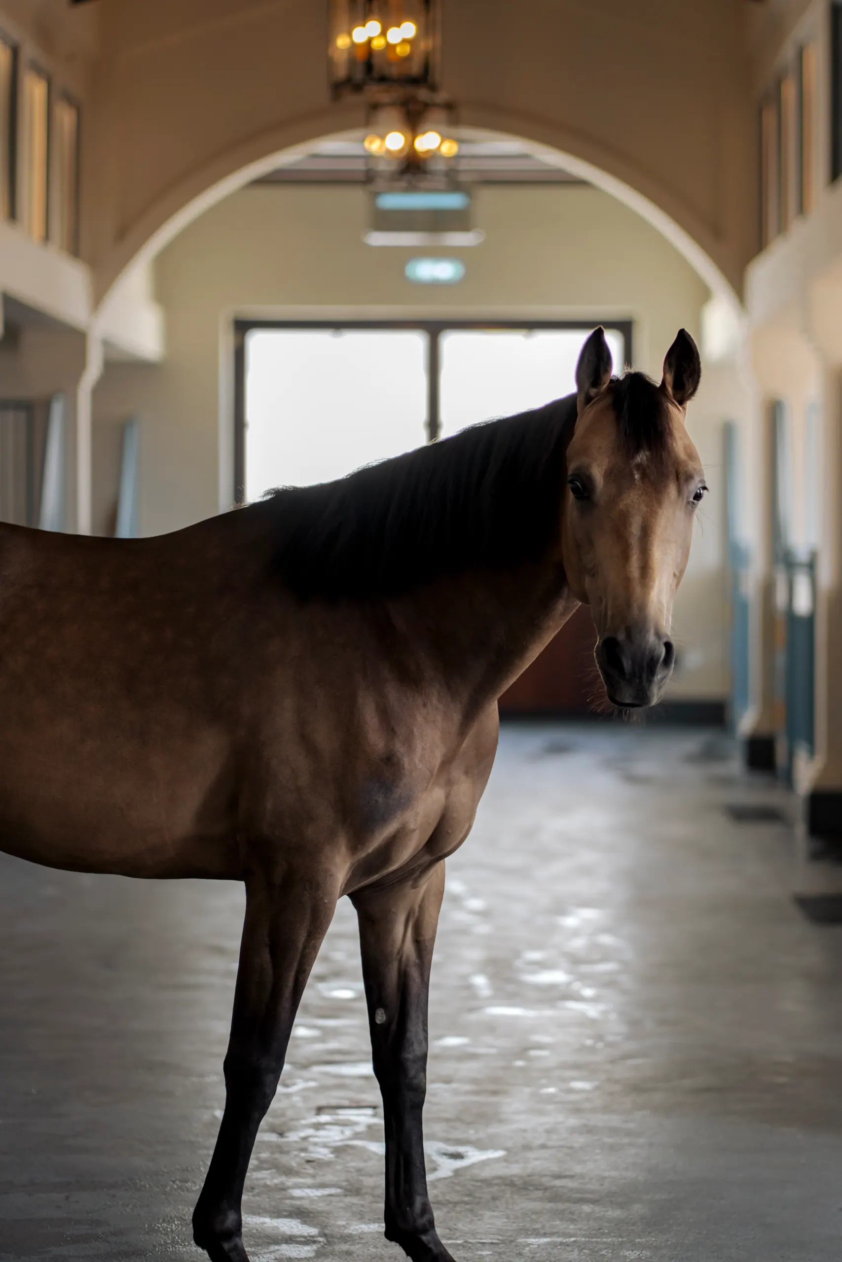 A bay horse with a dark mane looks at the camera in a bright, arched stable corridor.