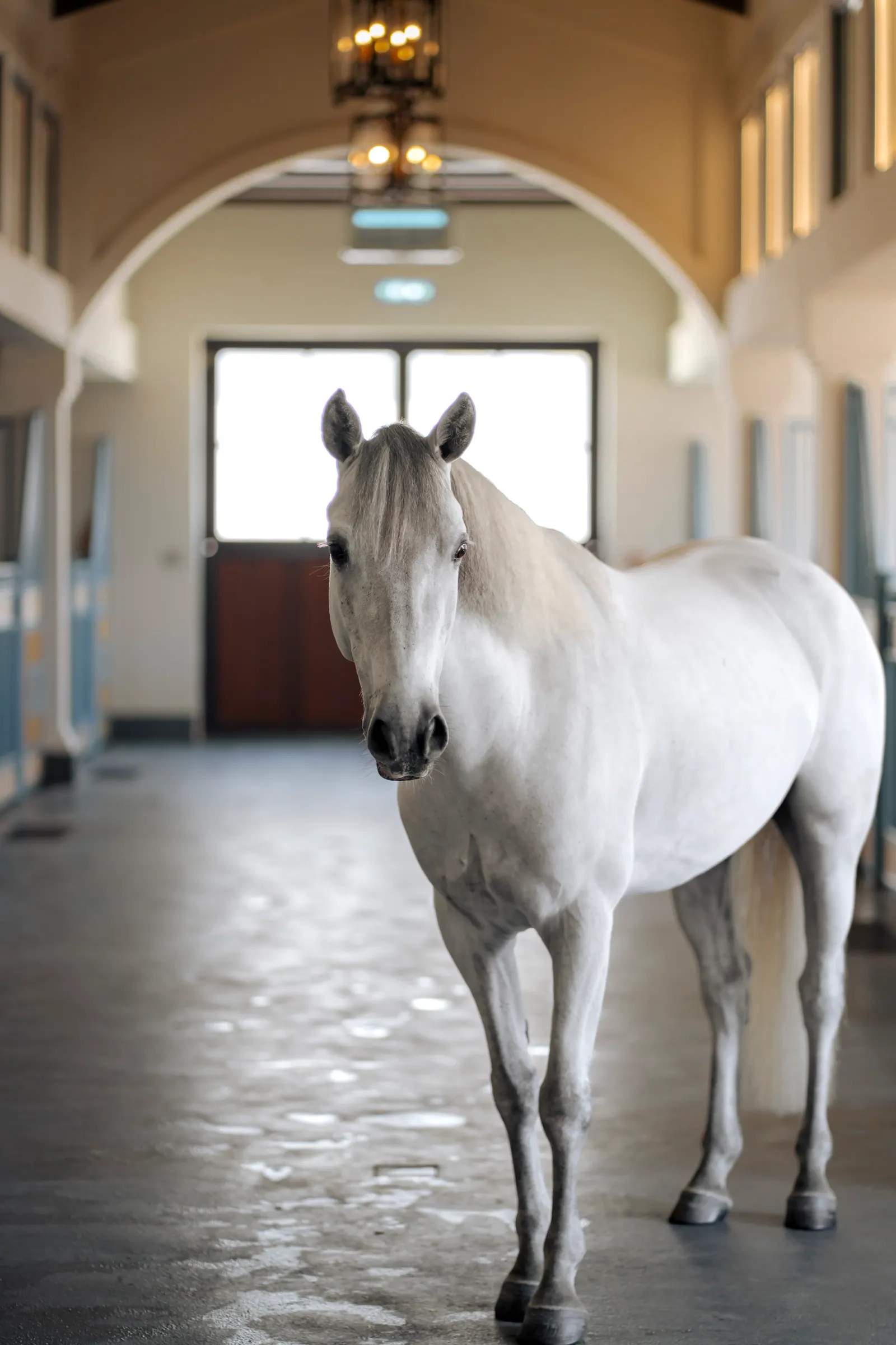 A grey-white horse stands square to the camera in the middle of an arched stable corridor.