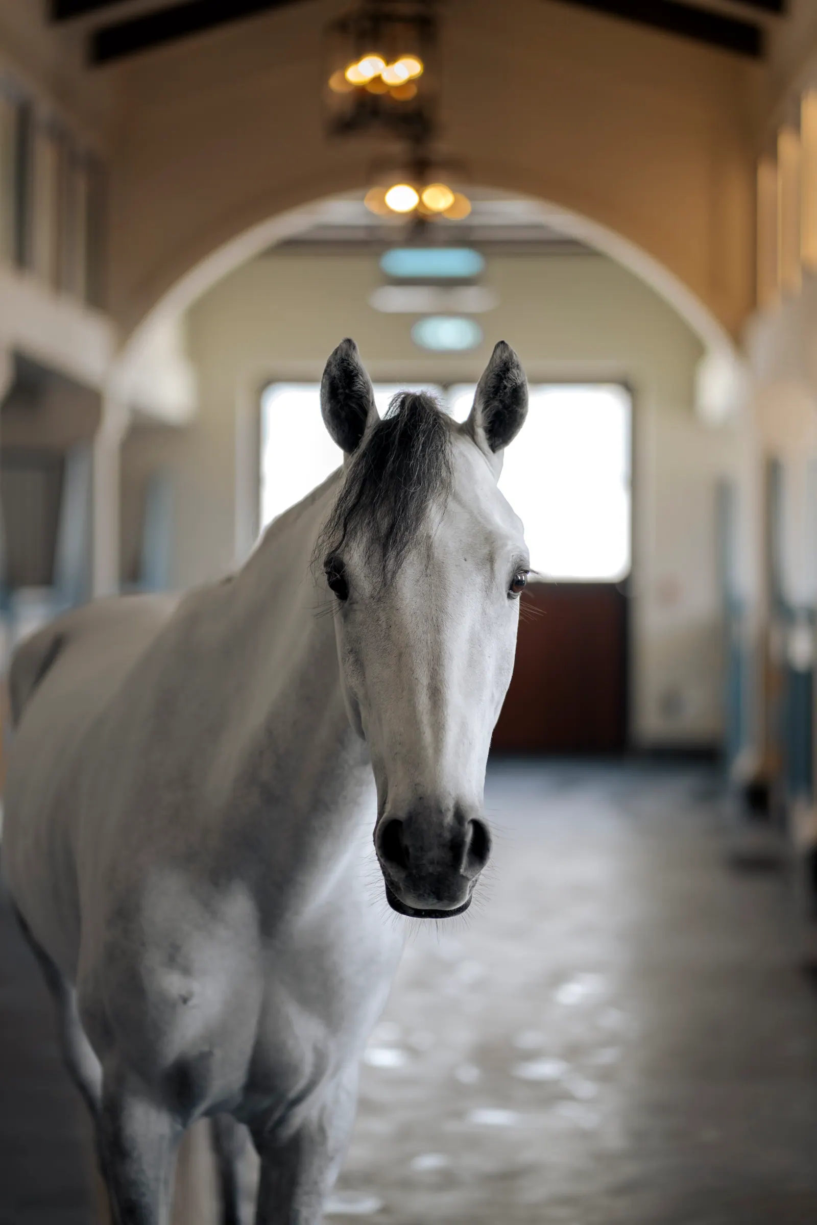 Close portrait of a grey horse, ears forward, with the stable corridor soft behind it.