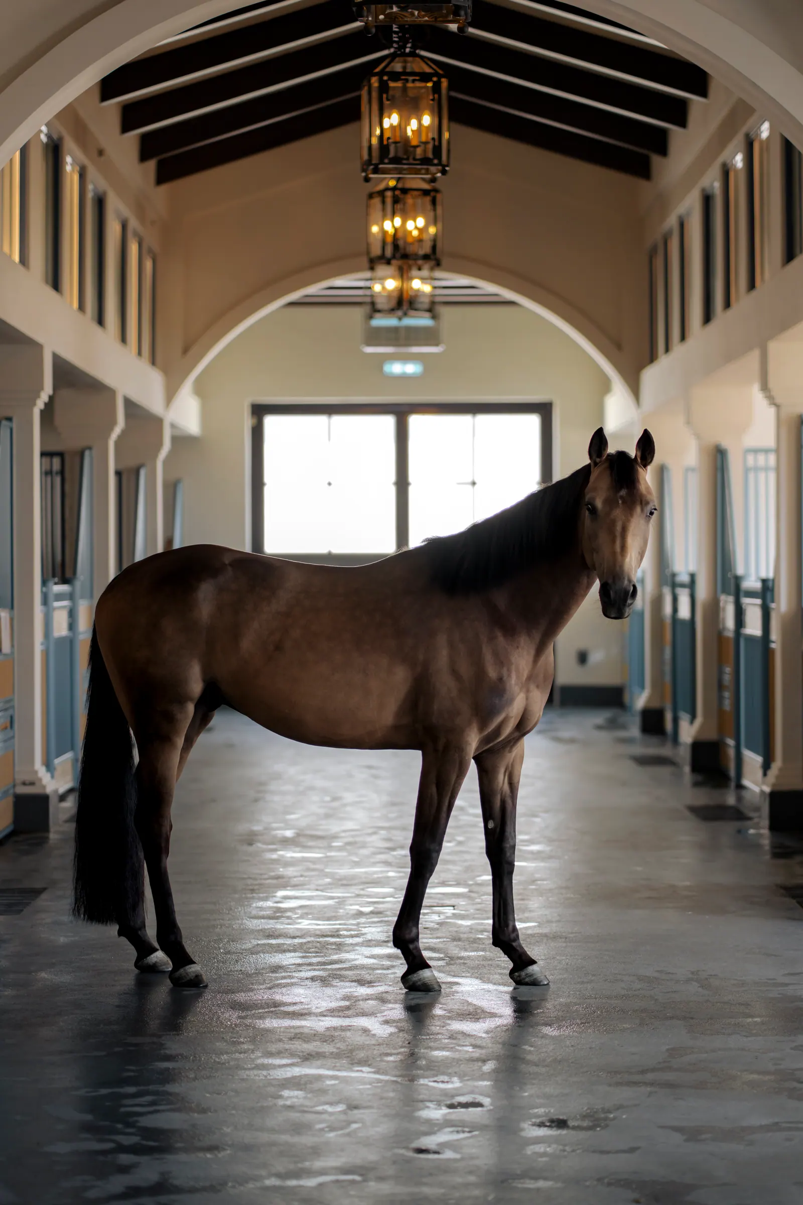 A bay horse stands side-on in a long stable corridor under hanging lanterns.