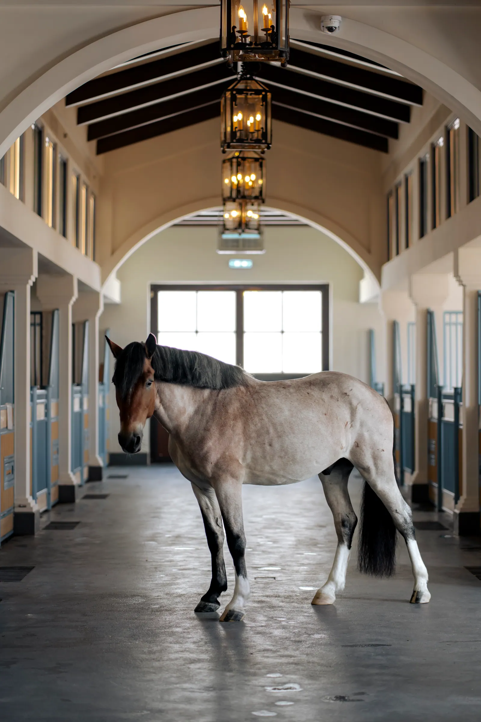 A dun horse with a dark mane and white socks stands in the stable corridor.