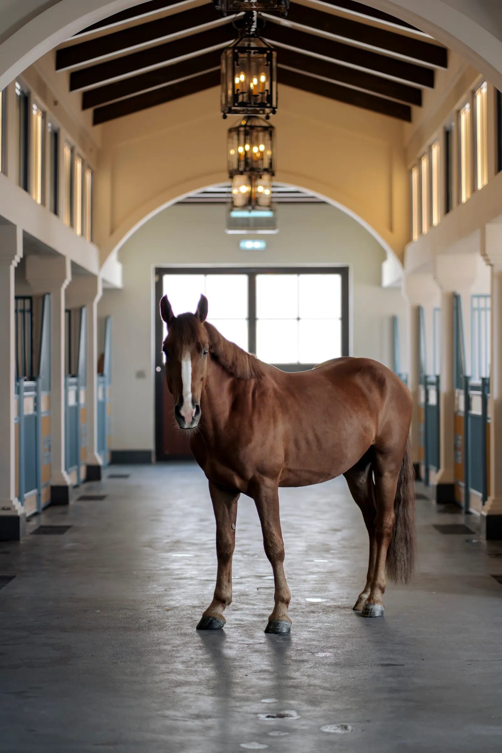 A chestnut horse with a white blaze stands in the middle of the stable corridor.